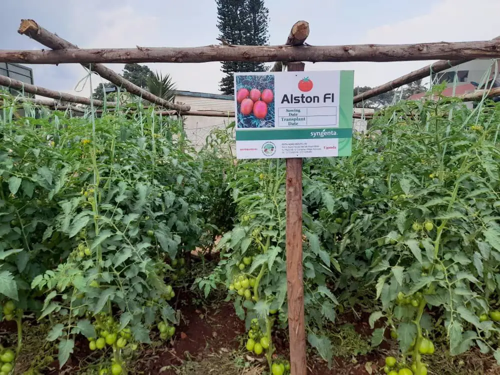 photo 2026 01 19 15 27 22